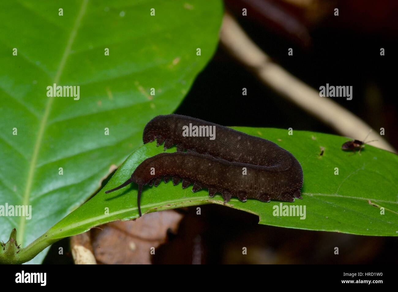 A velvet worm (phylum Onychophora, family Peripatidae) and a tiny cockroach on a leaf at night in the Amazon rainforest in Loreto Peru Stock Photo