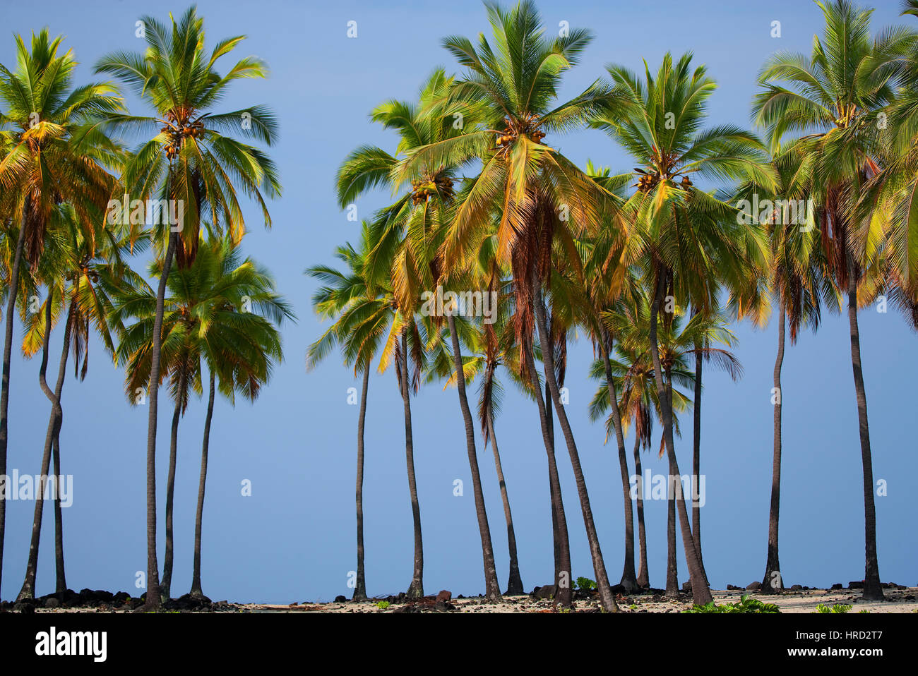Kona hawaii palm trees hires stock photography and images Alamy