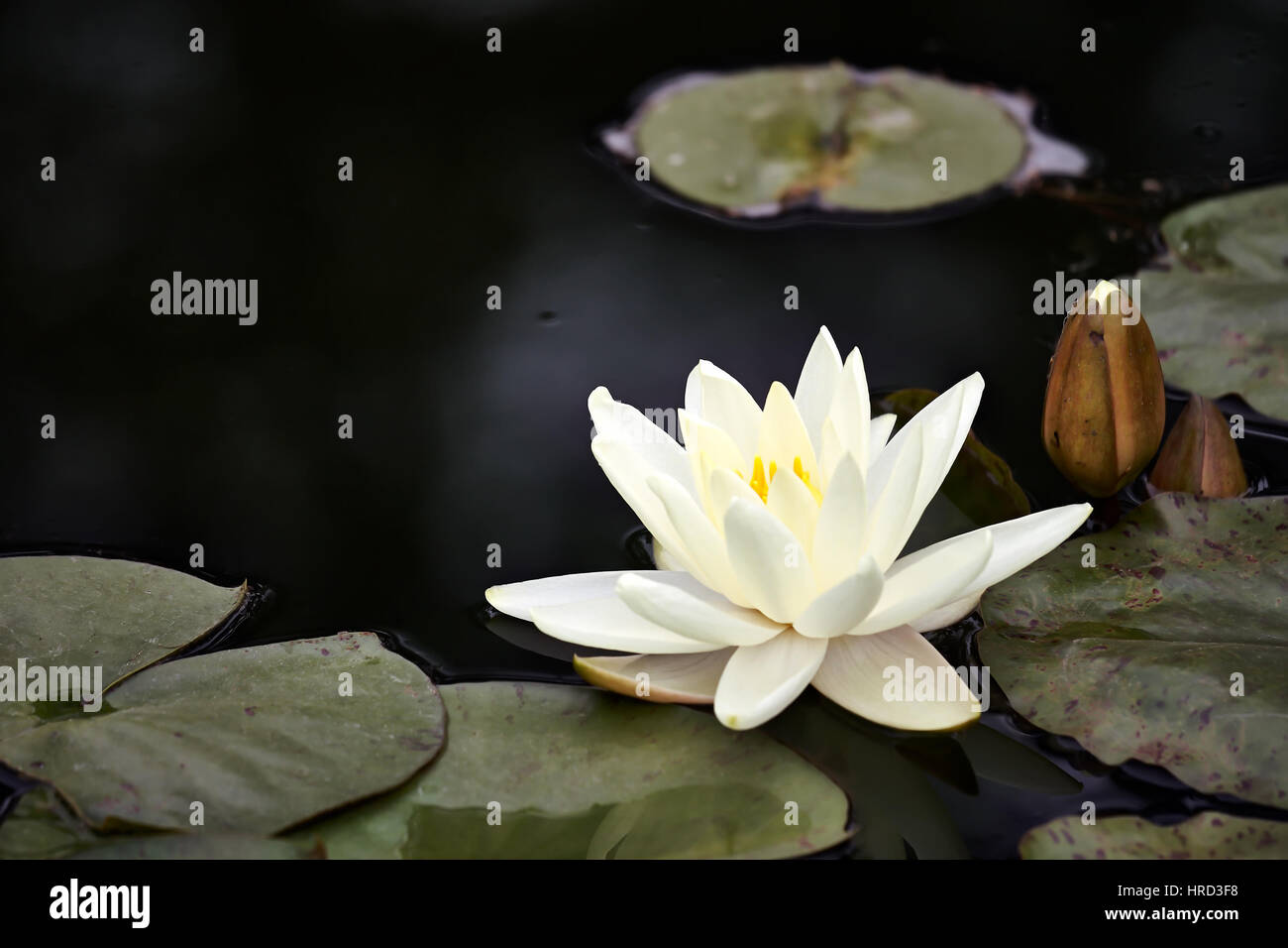 Water lily on a pond. Maine, USA. Stock Photo