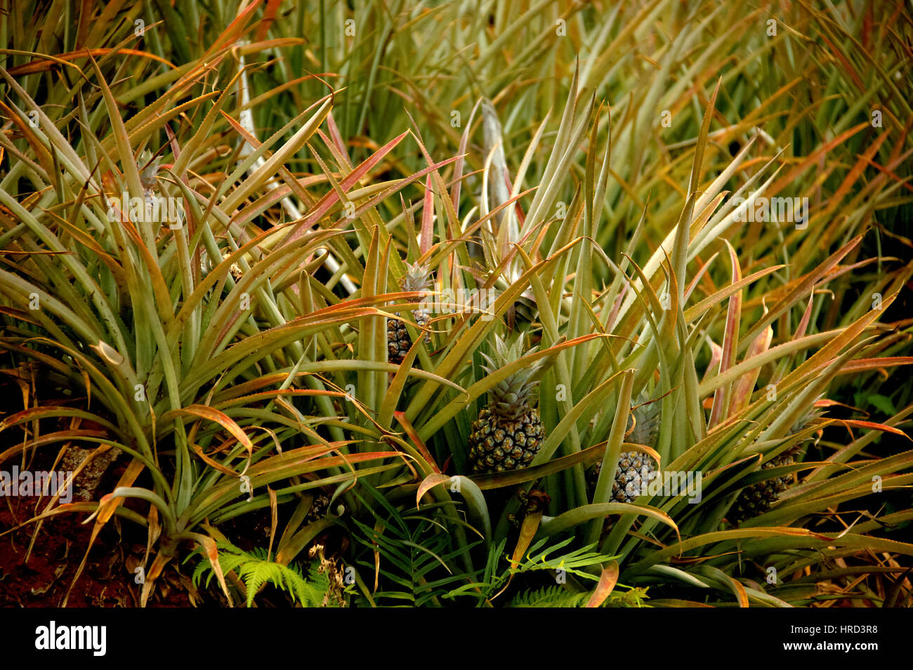 Mauritius, South coasts, fields, pineapple, fruit before harvest