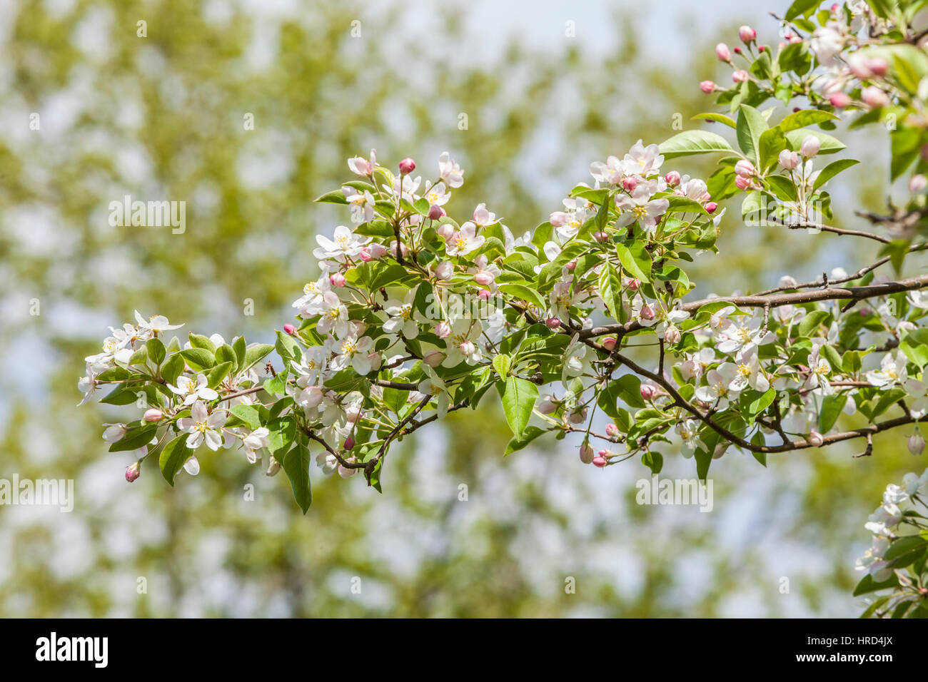The limbs of a flowering tree, Maryland, USA Stock Photo Alamy
