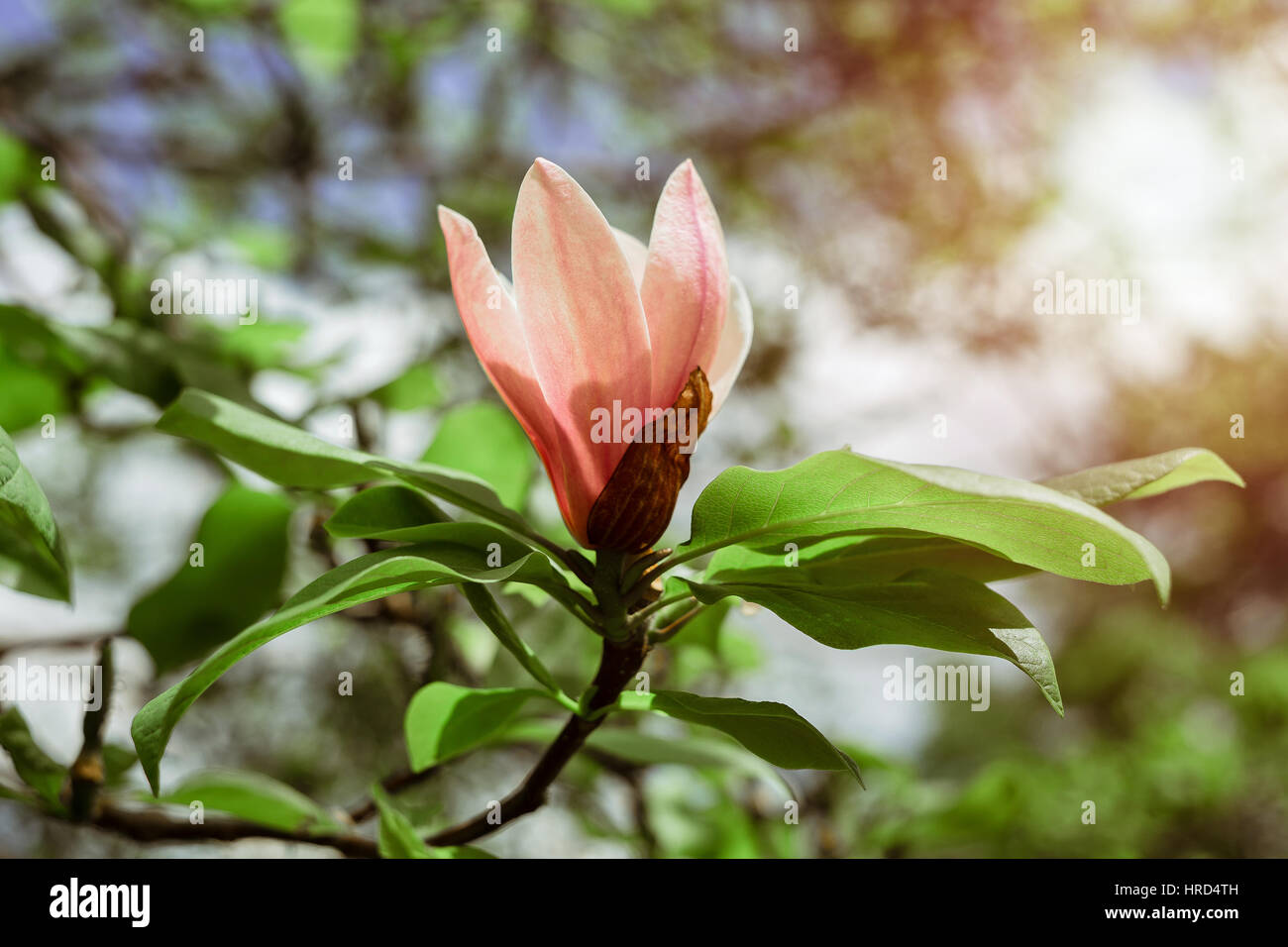 Blossoming of magnolia flowers in spring time Stock Photo