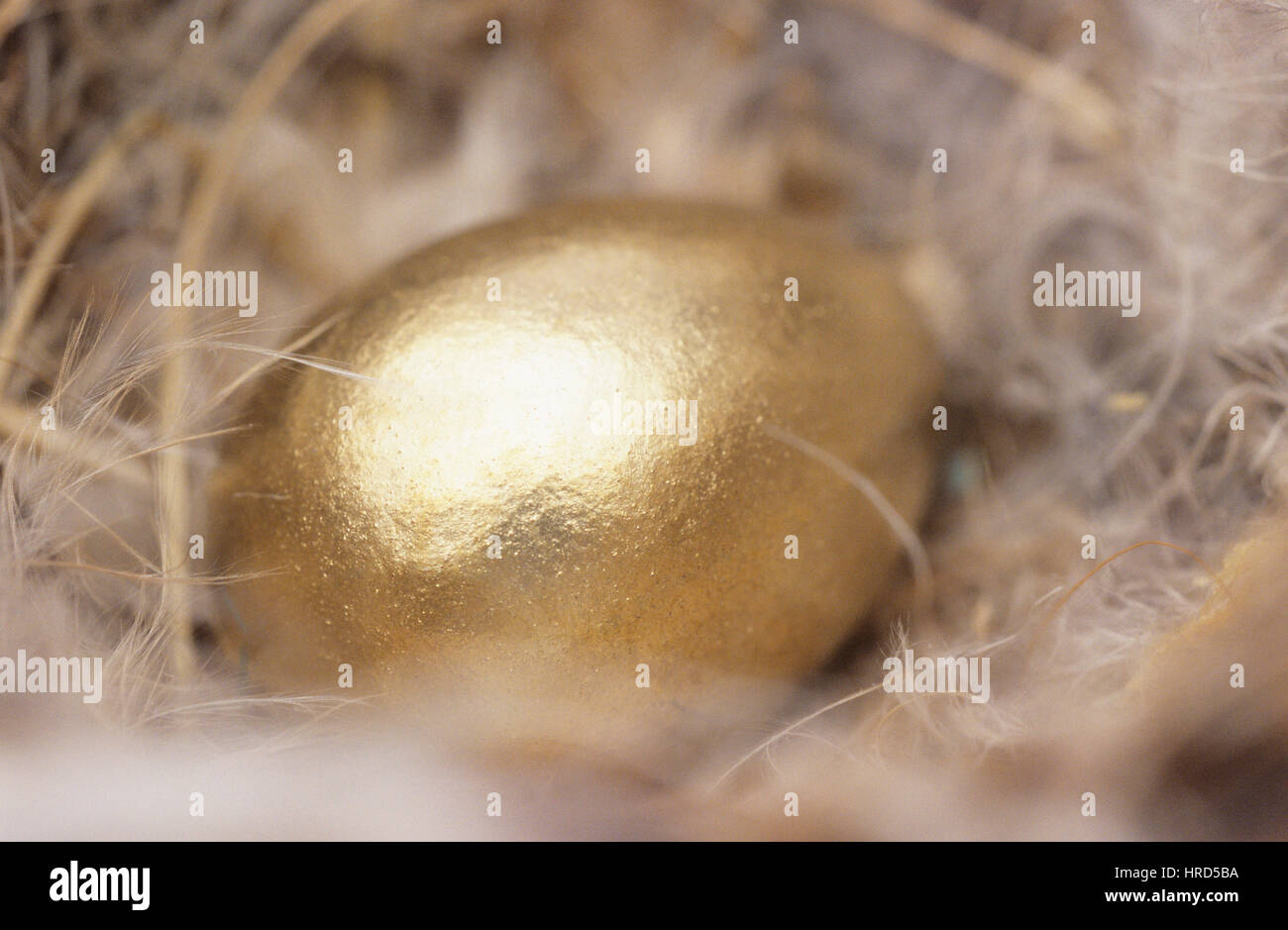 Golden Egg in a Nest Stock Photo - Alamy
