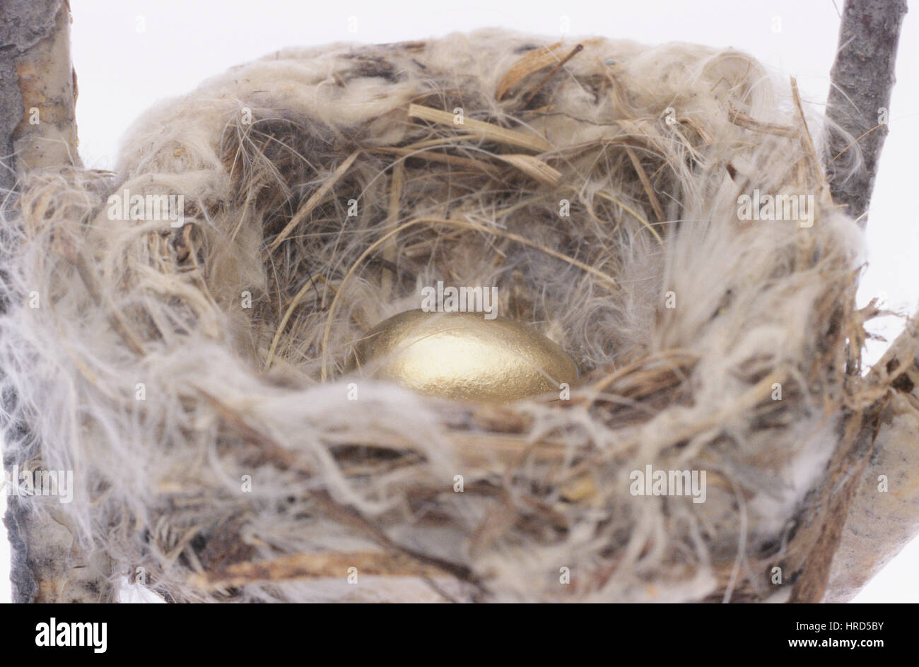 Golden Egg in a Nest Stock Photo - Alamy