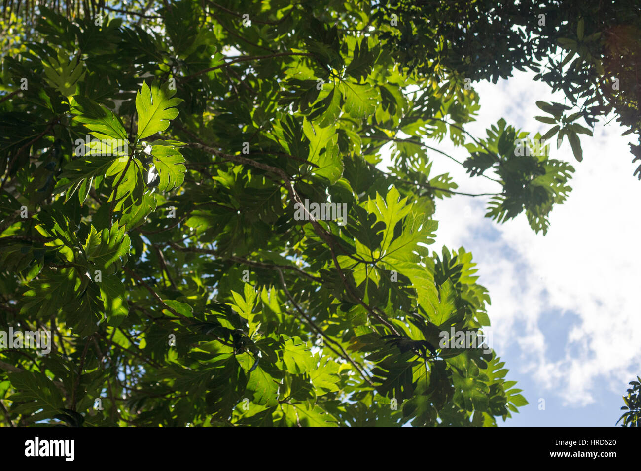breadfruit tree Stock Photo