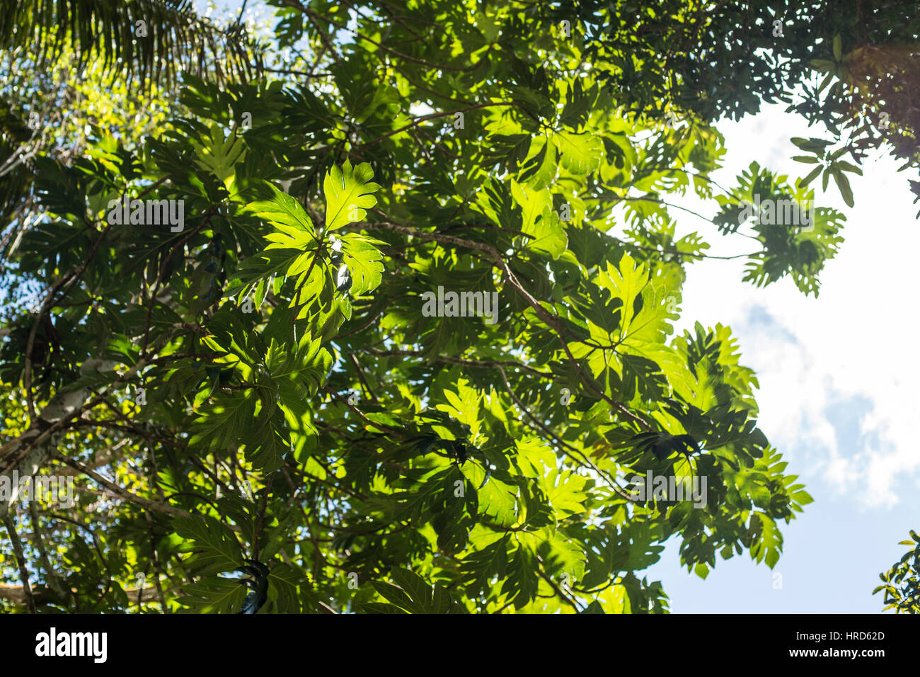 breadfruit tree Stock Photo