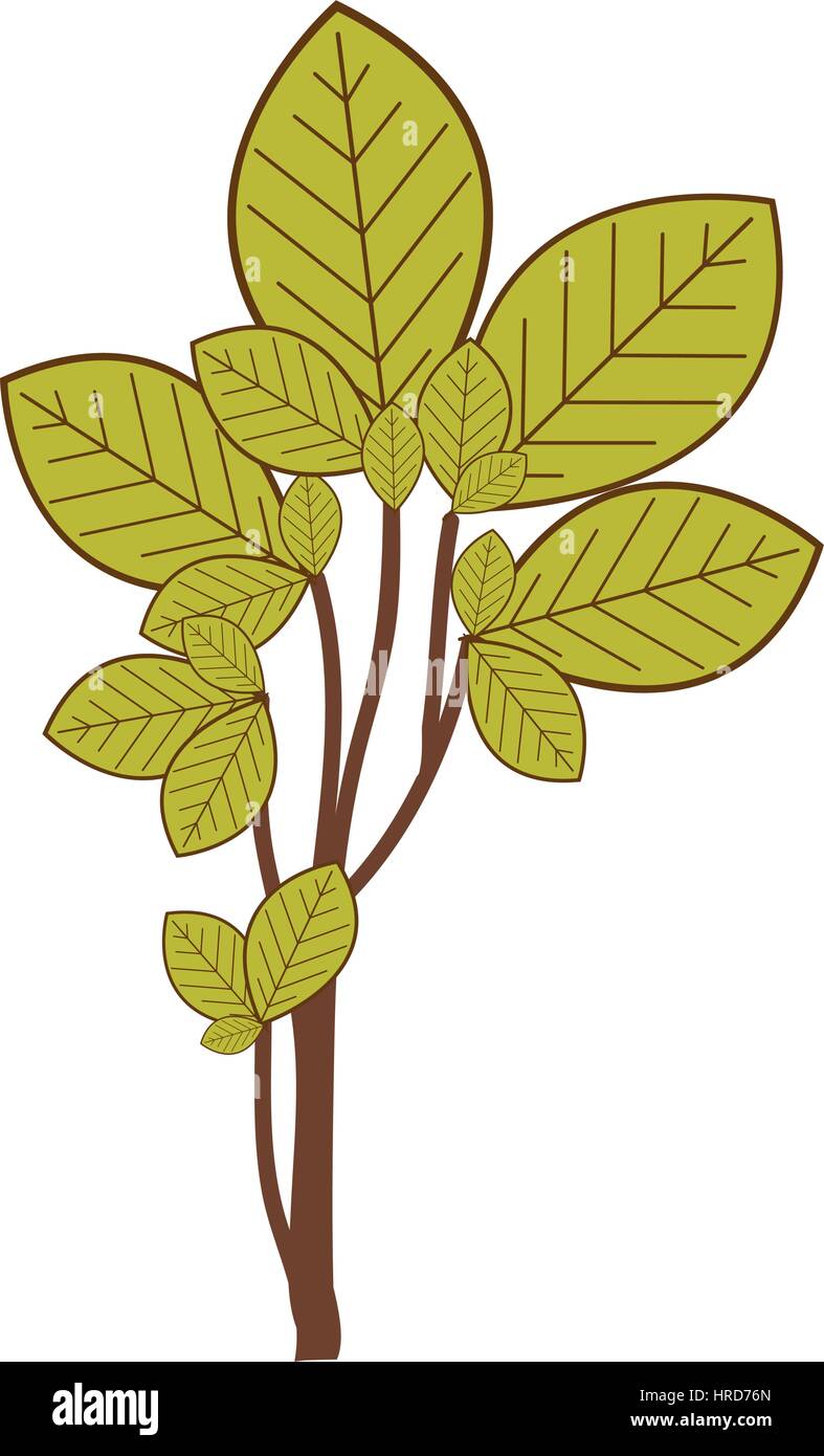 ramifications with green leaves nature icon Stock Vector Image & Art ...
