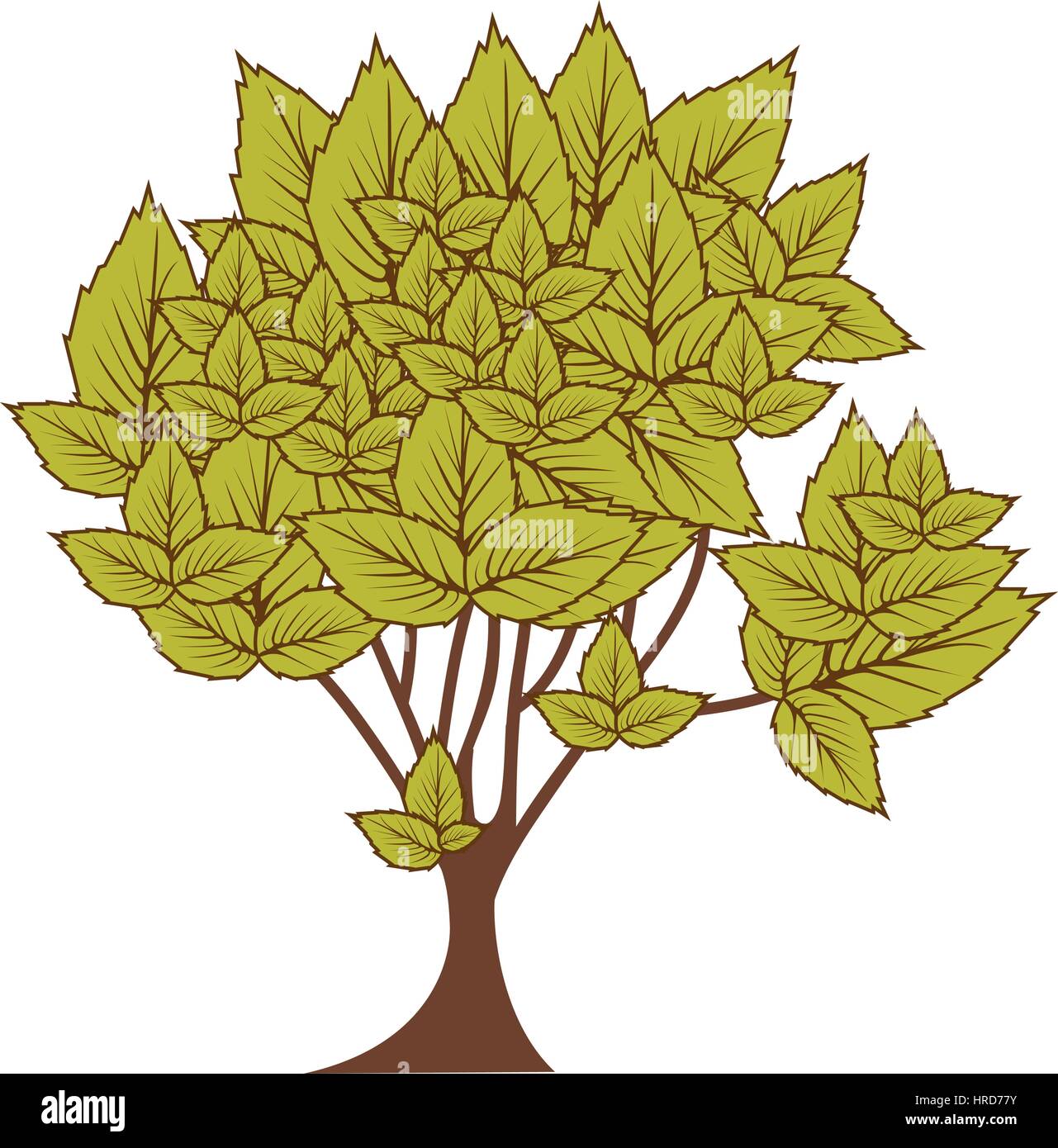 green leafy tree with several leaves Stock Vector Image & Art Alamy