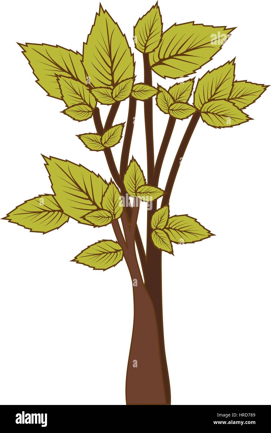green leafy tree forest icon Stock Vector Image & Art - Alamy