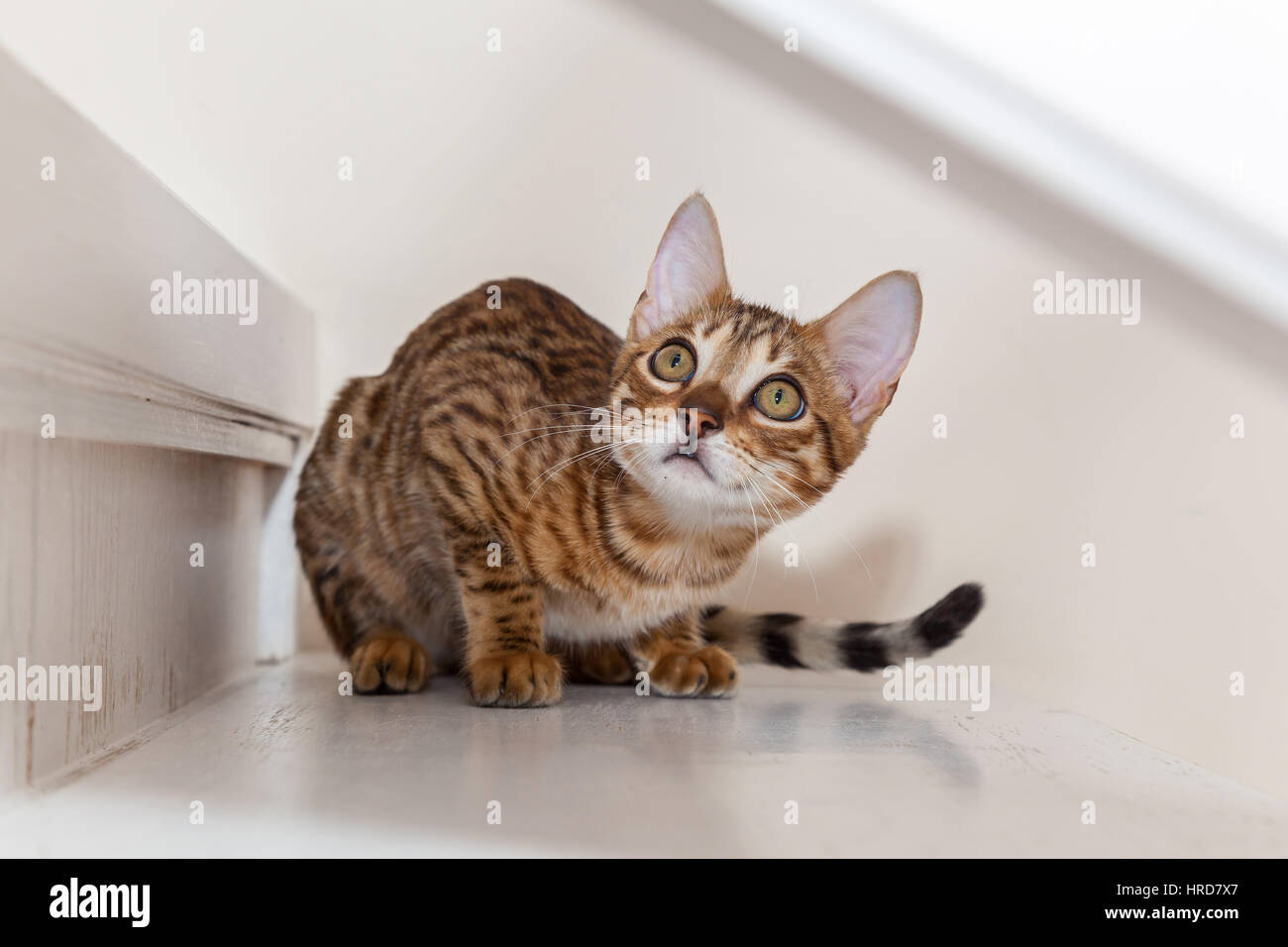 The Bengali cat lies on steps and looks in a top,The beautiful little