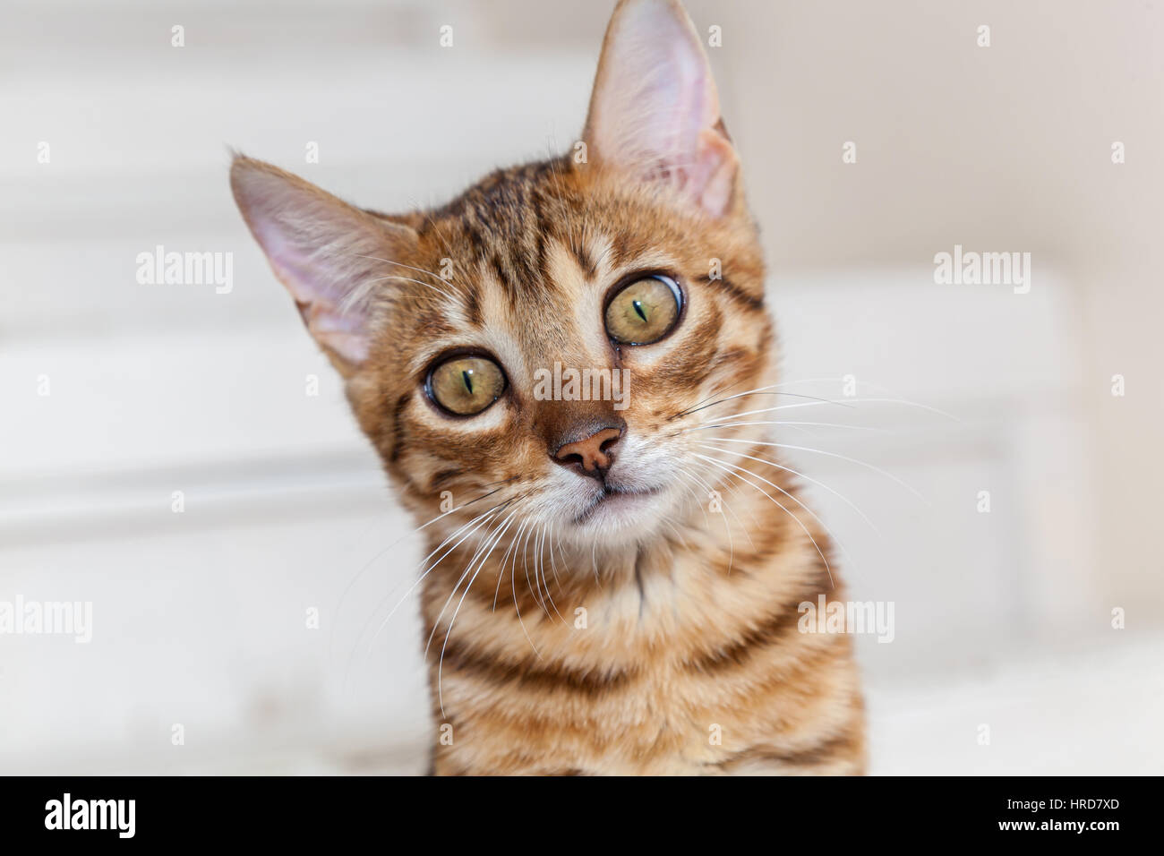 Beautiful muzzle of Bengal kitten close up Stock Photo