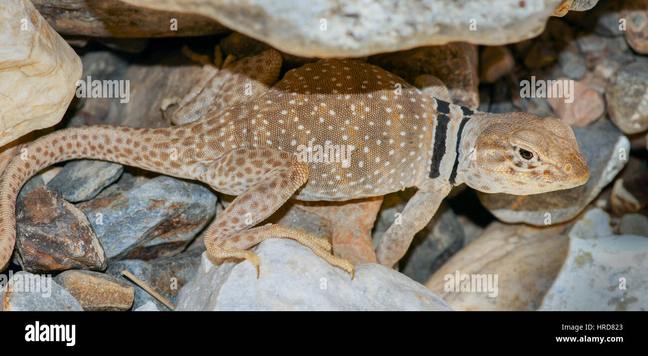Desert collared lizard hires stock photography and images Alamy