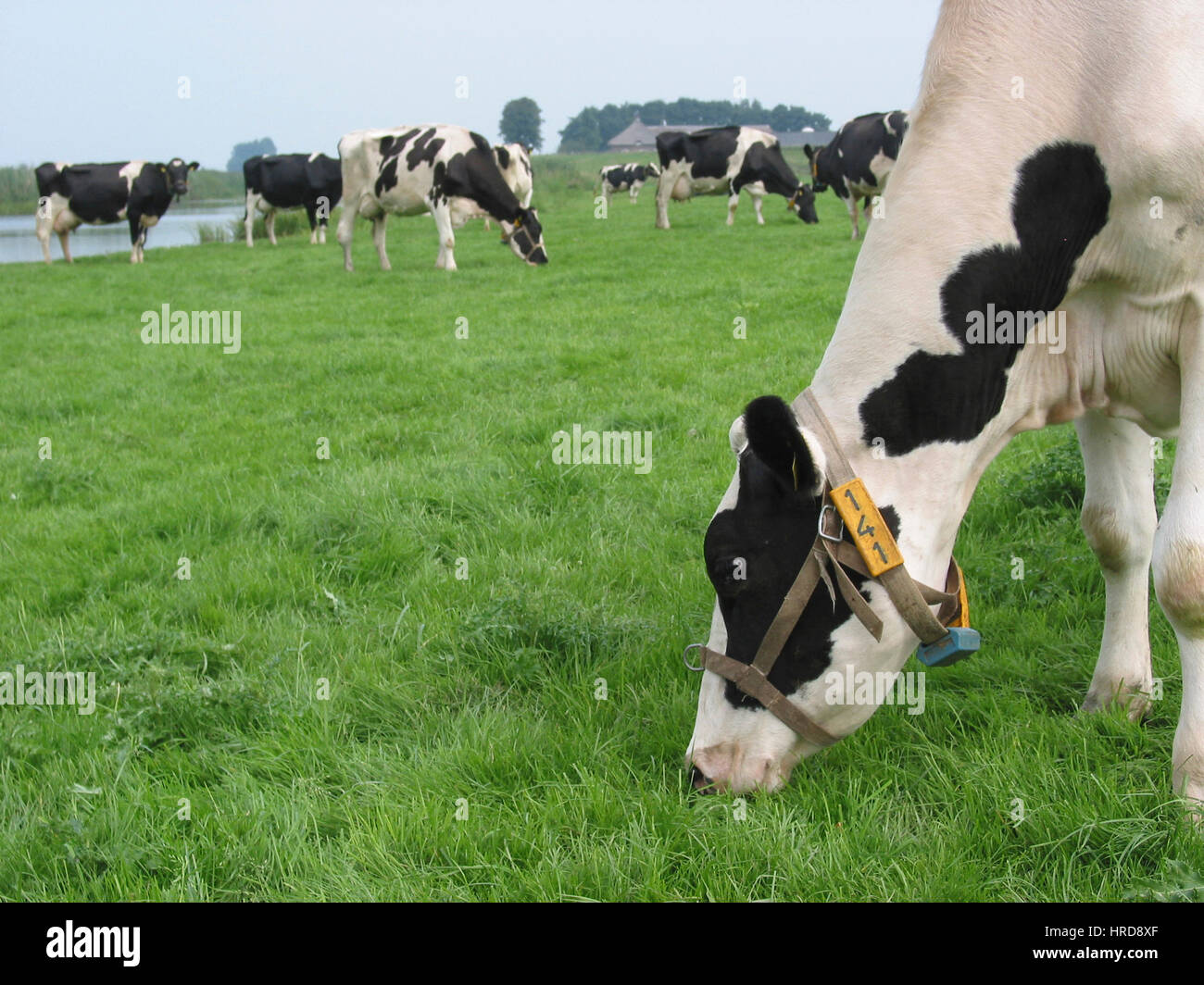 dairy farm in the netherlands. Stock Photo