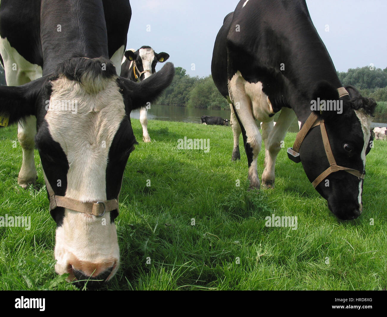 dairy farm in the netherlands. Stock Photo