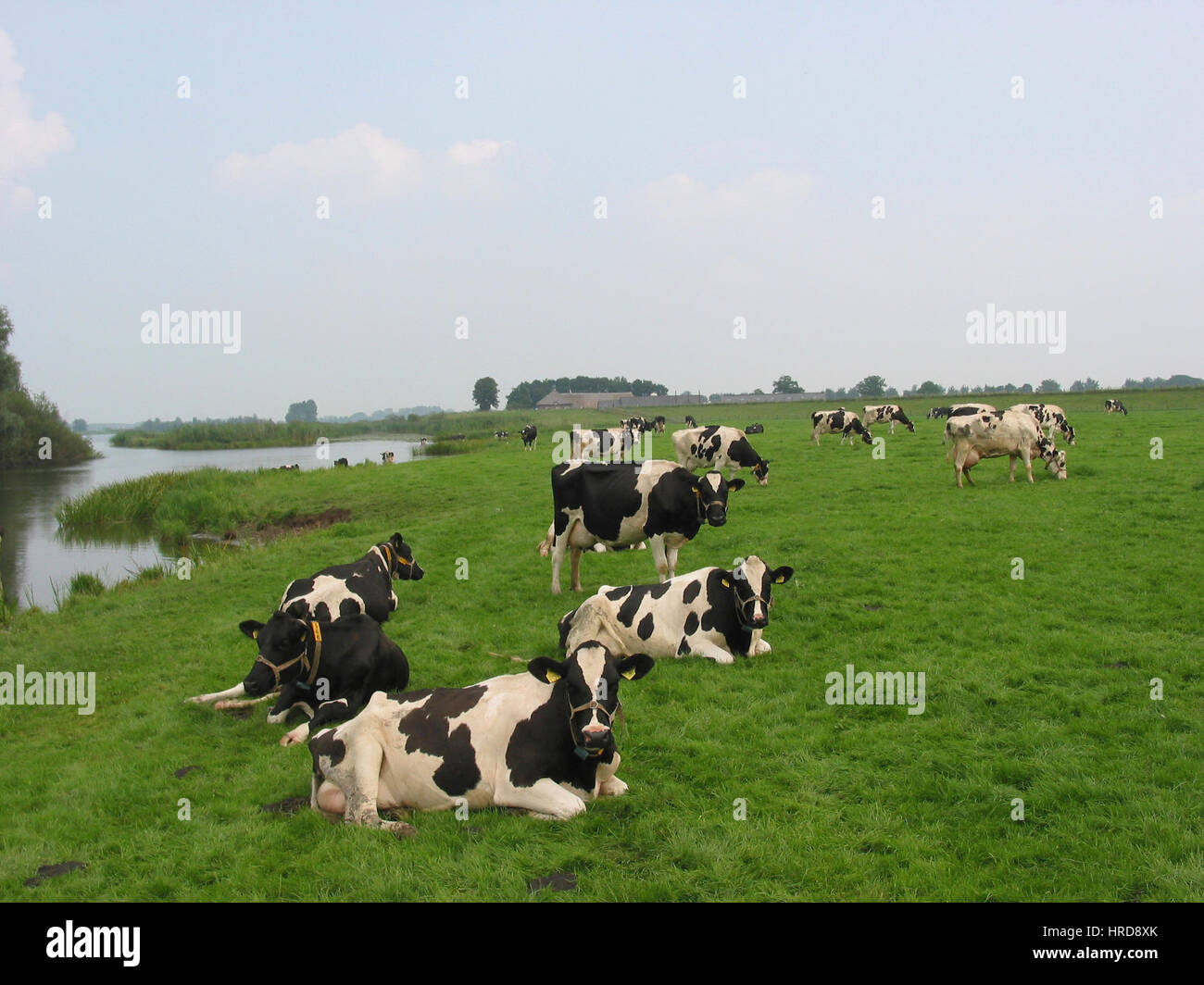 dairy farm in the netherlands Stock Photo Alamy
