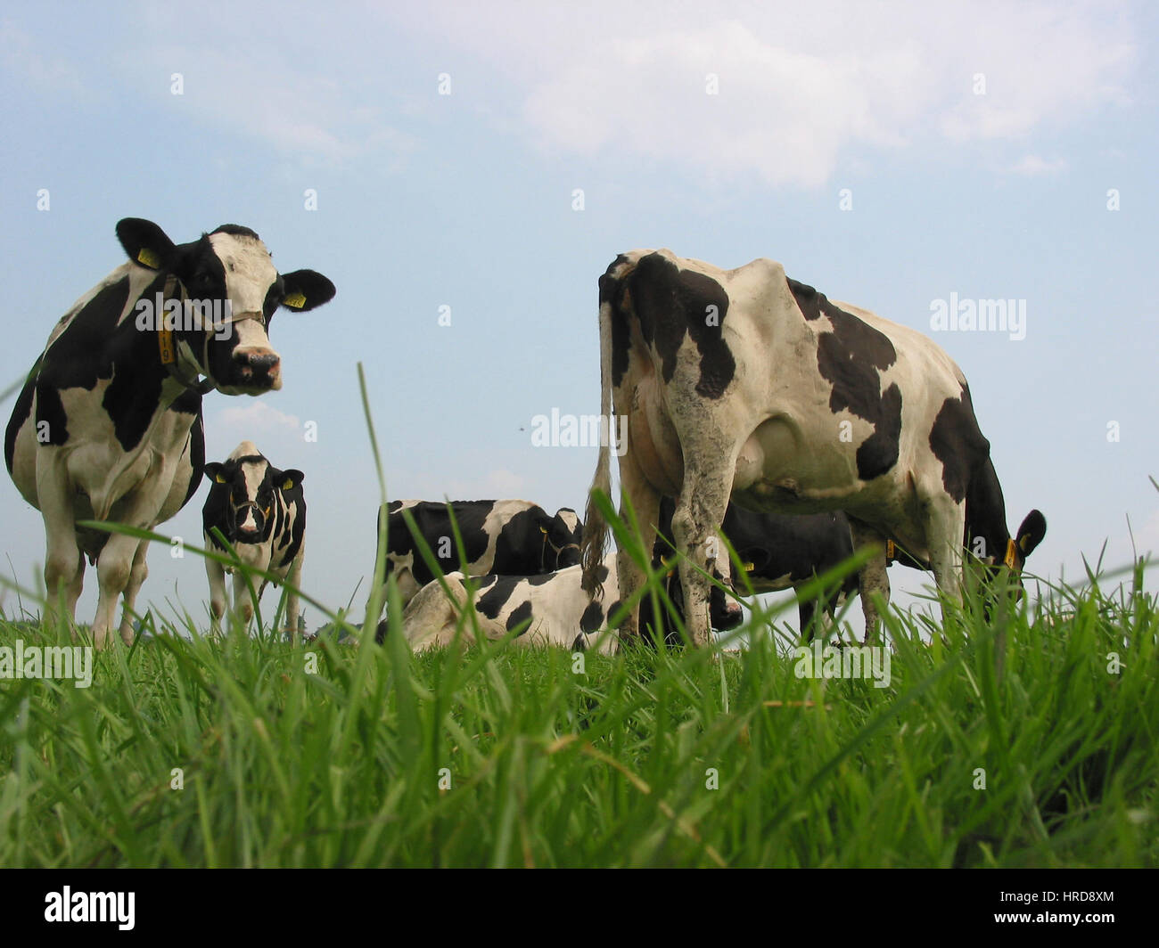 dairy farm in the netherlands. Stock Photo