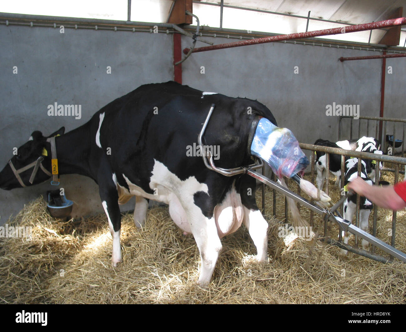 Cow Giving Birth Calf Stock Photos & Cow Giving Birth Calf Stock Images