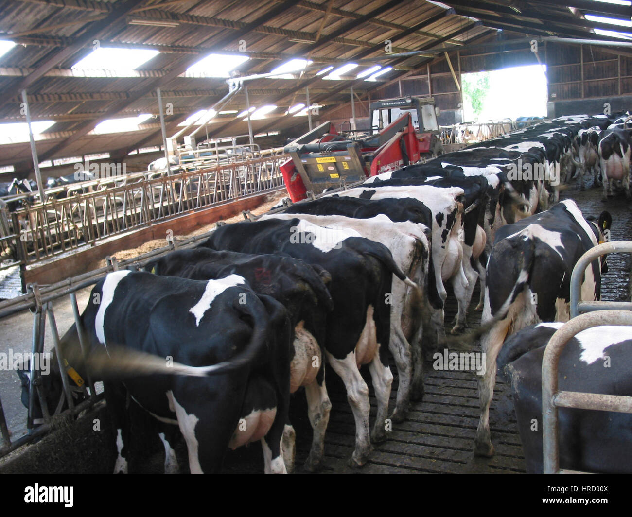 dairy farm in the netherlands Stock Photo Alamy