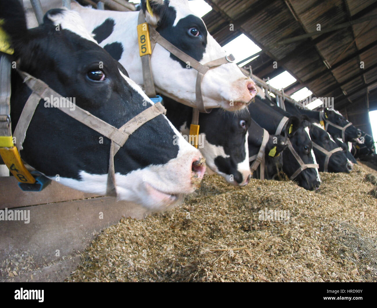 dairy farm in the netherlands. Stock Photo