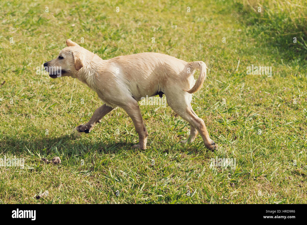 A series of images of a white labrador retriever puppy shaking water of