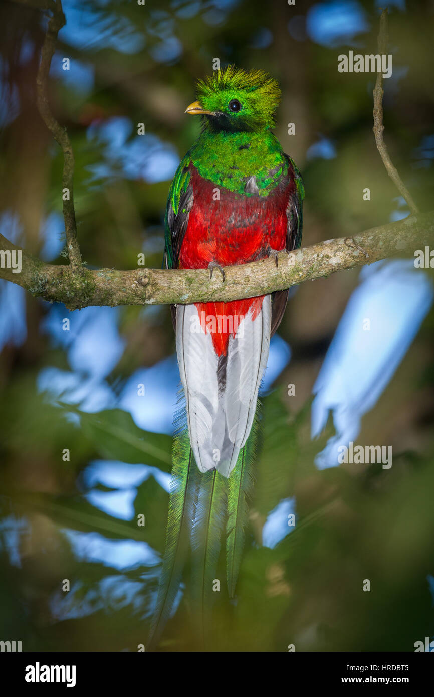 The Resplendent Quetzal, Pharomachrus mocinno, was the sacred bird of the Mayans and Aztecs in Mesoamerica.  It inhabits high montane cloud forests.   Stock Photo