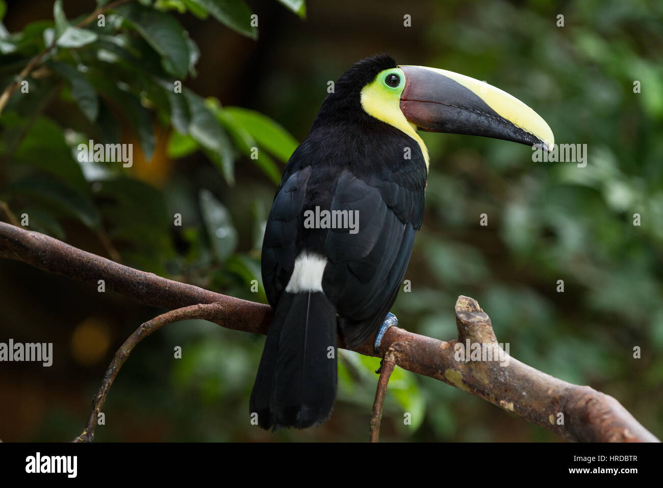 Chestnut-mandibled Toucan or Swainson's Toucan, Ramphastos ambiguus swainsonii, is found from Honduras to Colombia and Ecuador.  Photographed in Costa Stock Photo