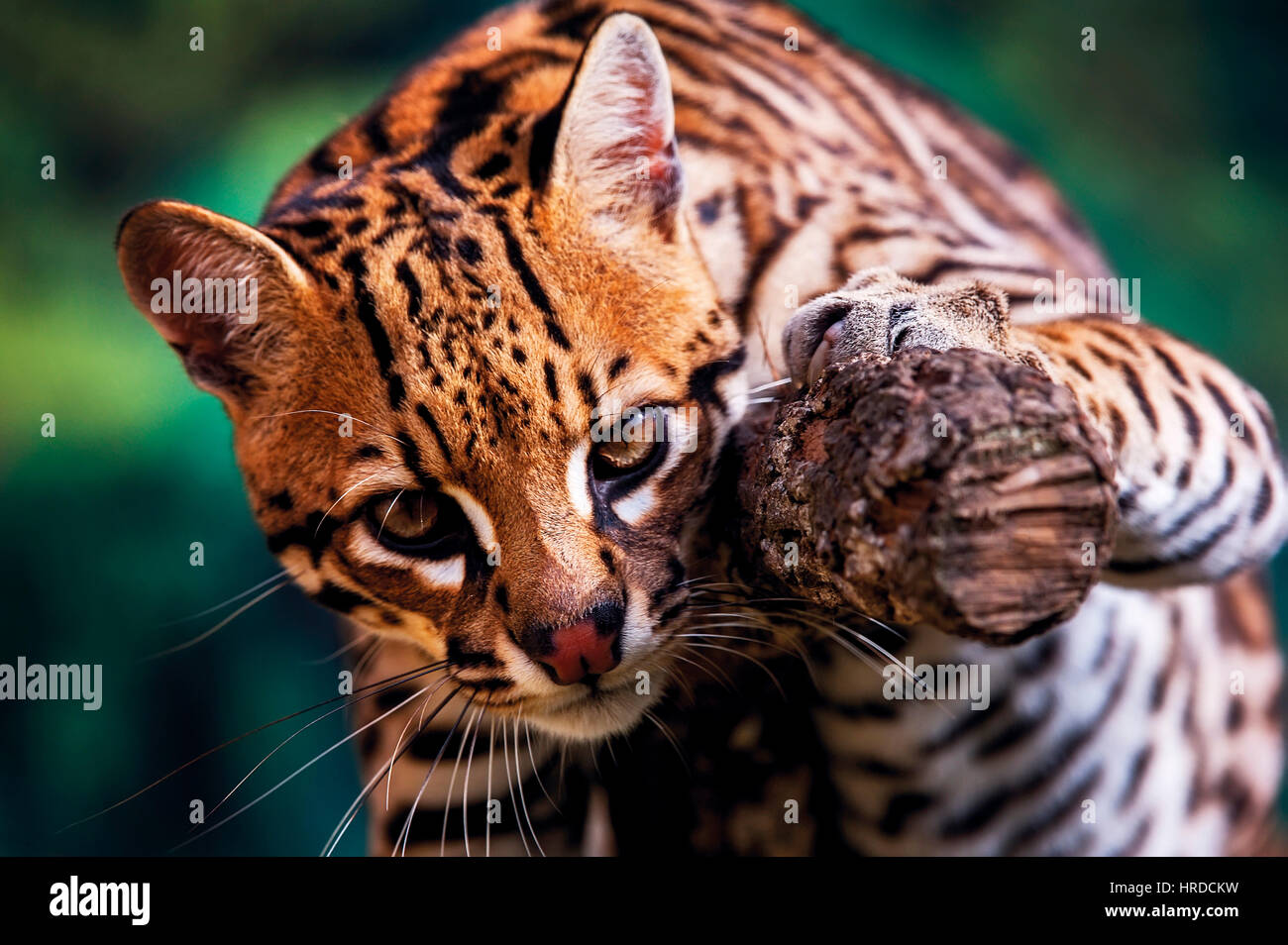 Ocelot (Leopardus pardalis) it is the third largest feline neotropical,  photographed in Espírito Santo - Brazil. Atlantic forest biome. Captive  animal Stock Photo - Alamy
