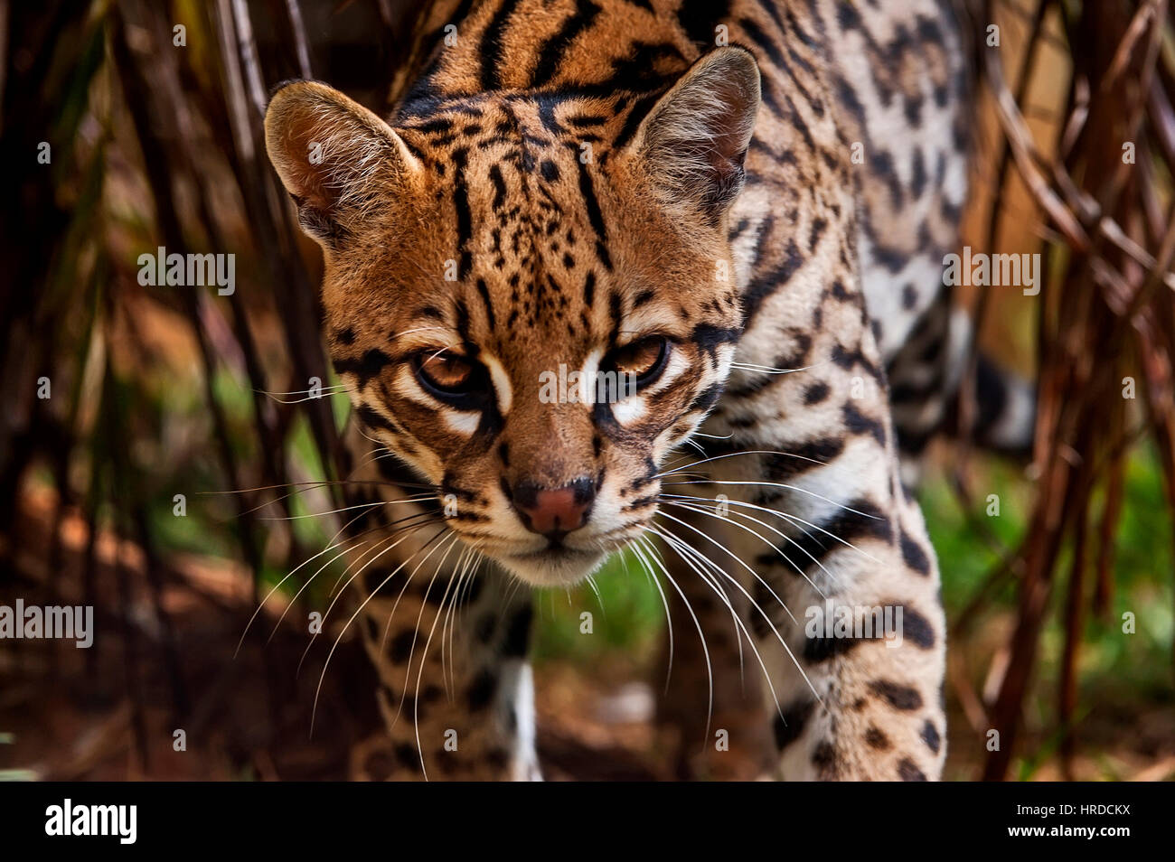 Ocelot (Leopardus pardalis) it is the third largest feline neotropical, photographed in Espírito Santo - Brazil. Atlantic forest biome. Captive animal Stock Photo