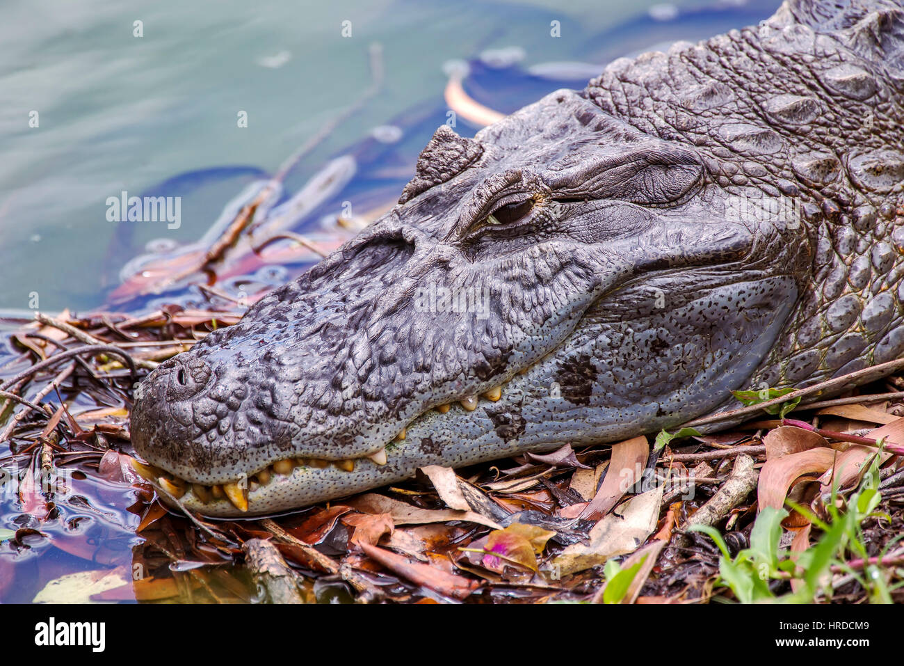 Old big Broad-snouted caiman (Caiman latirostris), photographed in Espírito Santo, Brazil. Atlântic forest biome. Stock Photo
