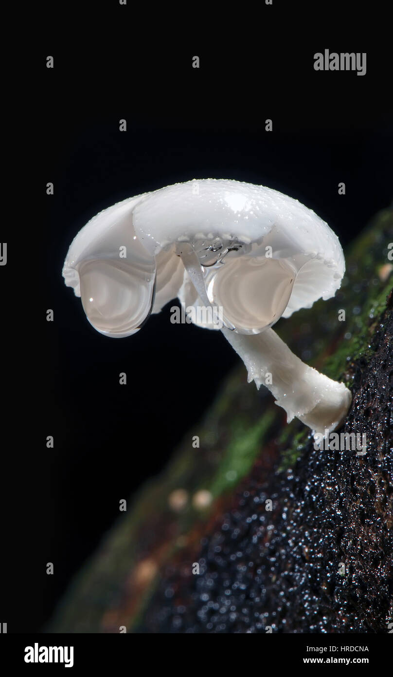 Mushroom viewd from the bottom, photographed in Guarapari, Espírito Santo - Southeast of Brazil. Atlantic Forest Biome. Stock Photo