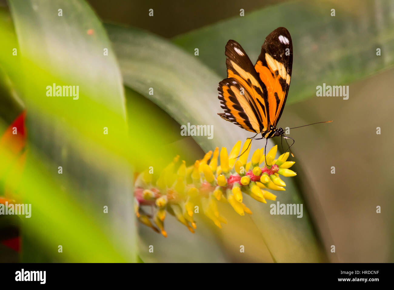 Butterfly lands on flower, photographed in Domingos Martins, Espírito Santo - Brazil. Atlantic forest Biome. Wild animal. Stock Photo
