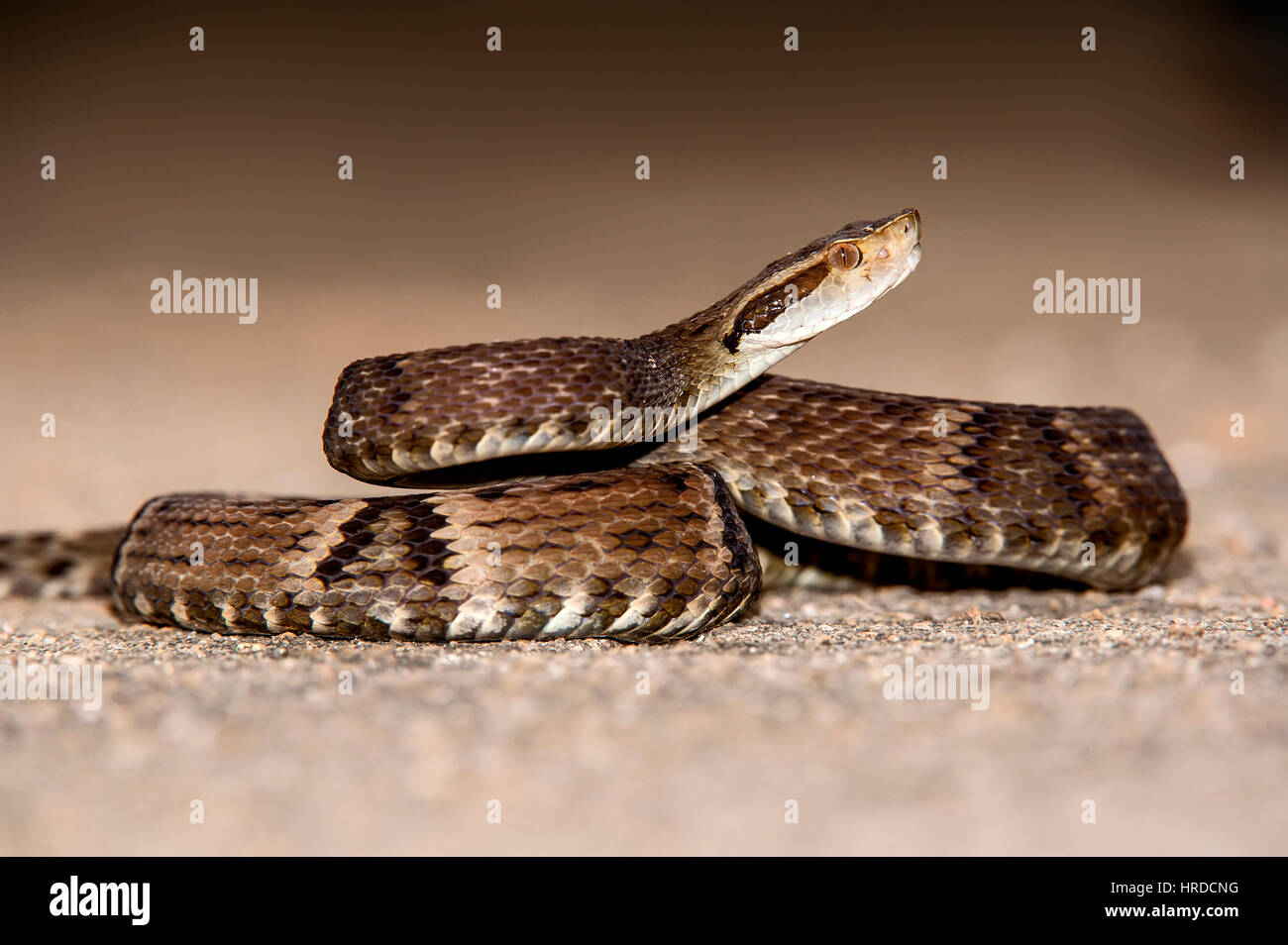 Jararaca (Bothrops jararaca) poisoning snake, photographed in Cariacica, Espírito Santo - Brazil. Atlantic forest Biome. Wild animal. Stock Photo