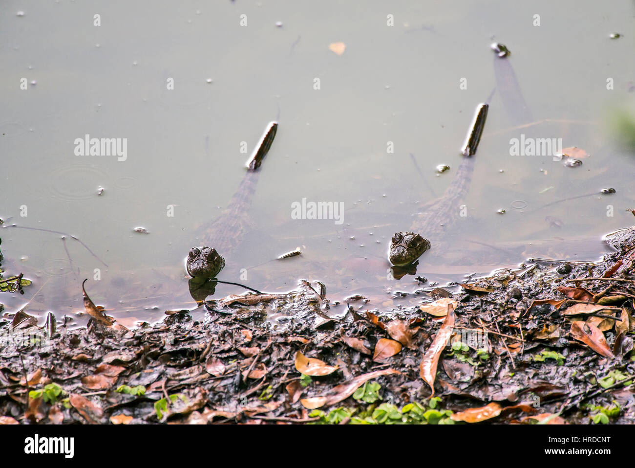 Baby Broad-snouted caiman (Caiman latirostris), photographed in Espírito Santo, Brazil. Atlântic forest biome. Stock Photo