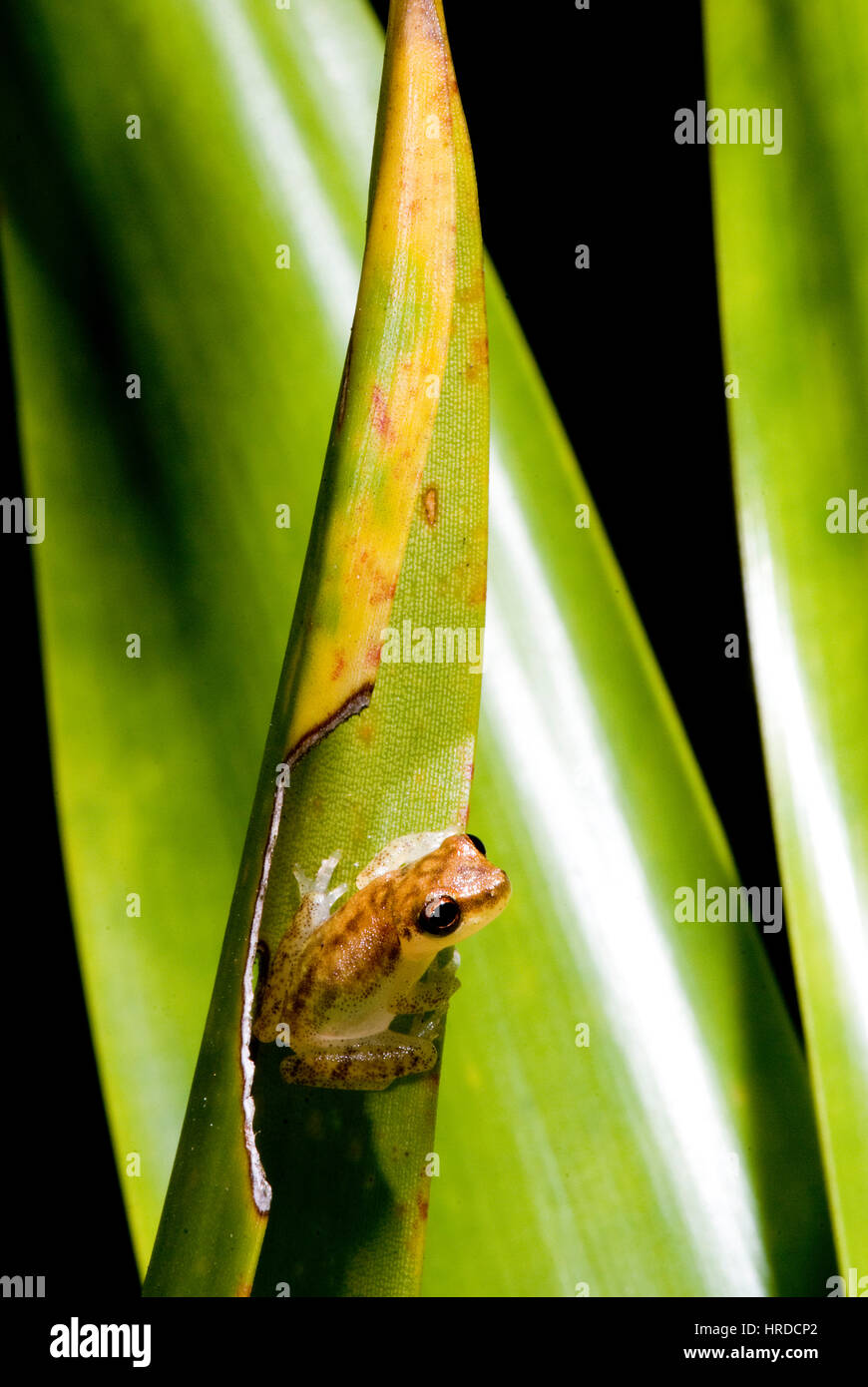 Frog (Dendropsophus) in Bromelia, photographed in Guarapari, Espírito Santo - Brazil. Atlantic forest Biome. Wild animal. Stock Photo