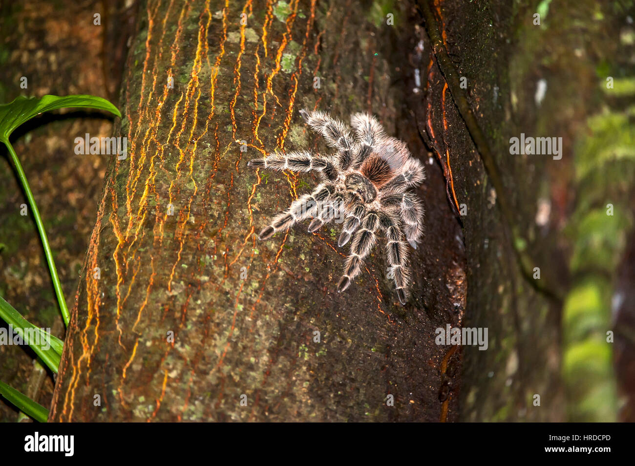 Big Tarantula on a tree, Stock Photo