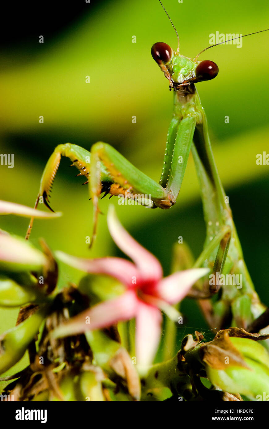 Praying mantis close up, photographed in Sooretama, Espírito Santo - Southeast of Brazil. Atlantic Forest Biome Stock Photo