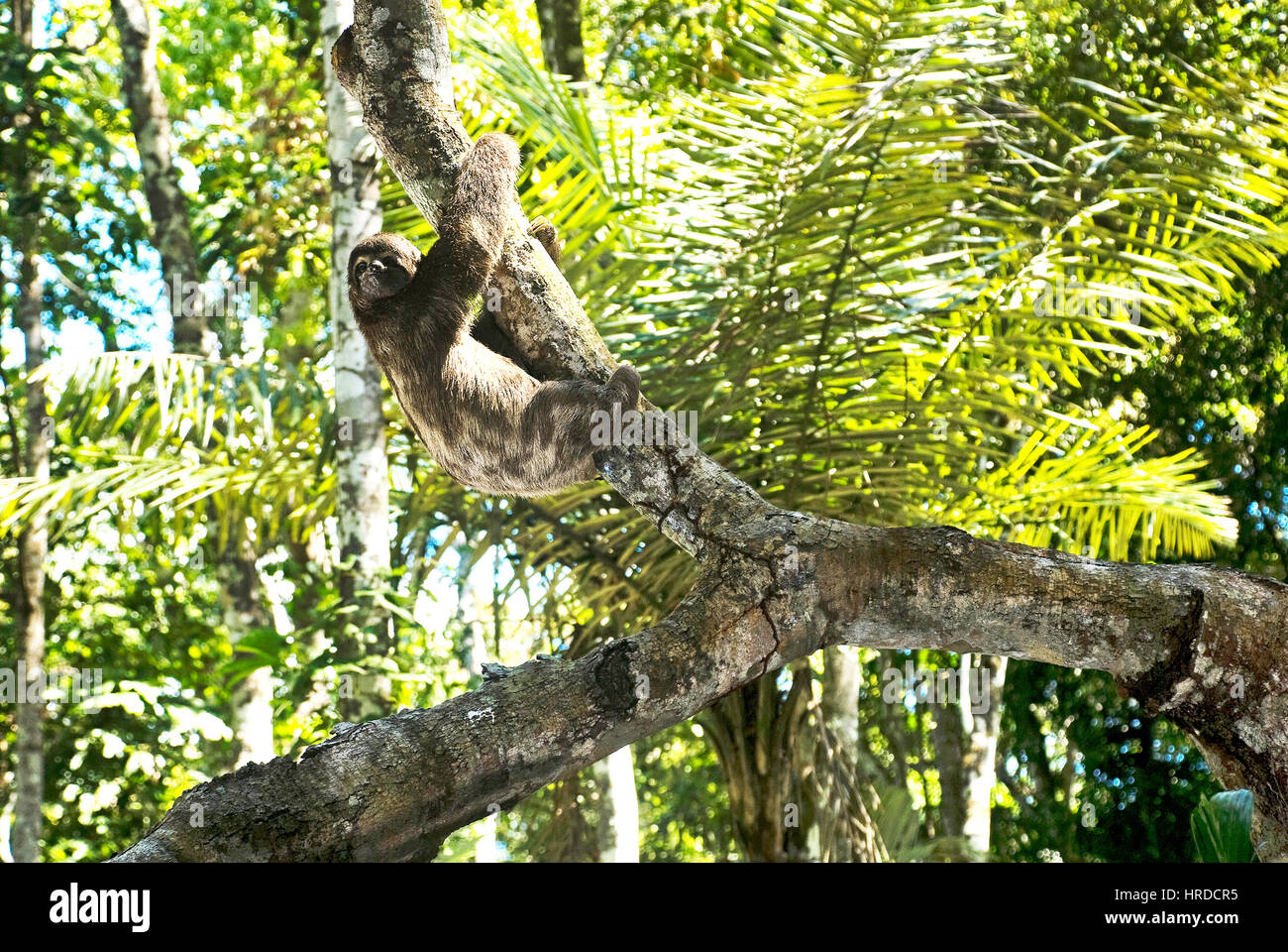 Brown-throated sloth (Bradypus variegatus), photographed in Sooretama, Espírito Santo - Southeast of Brazil. Atlantic Forest Biome. Stock Photo