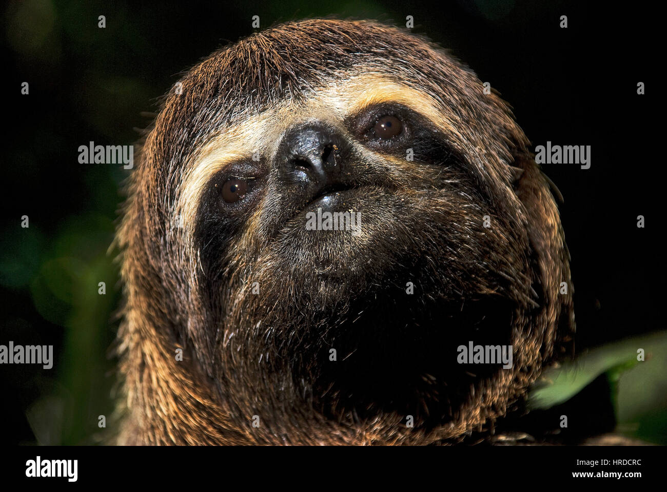 Brown-throated sloth (Bradypus variegatus), photographed in Sooretama, Espírito Santo - Southeast of Brazil. Atlantic Forest Biome. Stock Photo