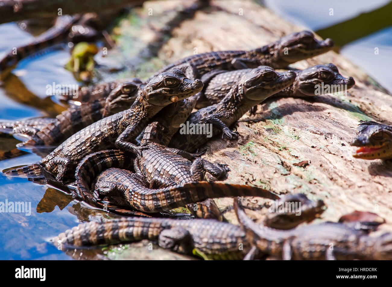 Baby Broad-snouted caiman (Caiman latirostris), photographed in Espírito Santo, Brazil. Atlântic forest biome. Stock Photo