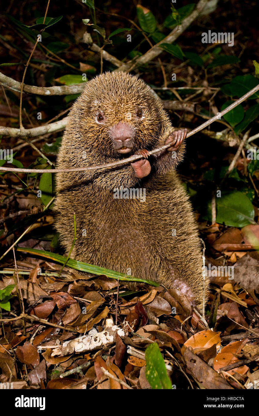 Bristle-spined rat (Chaetomys subspinosus), photographed in Guarapari, Espírito Santo - Brazil. Atlantic forest Biome. Wild animal. Stock Photo