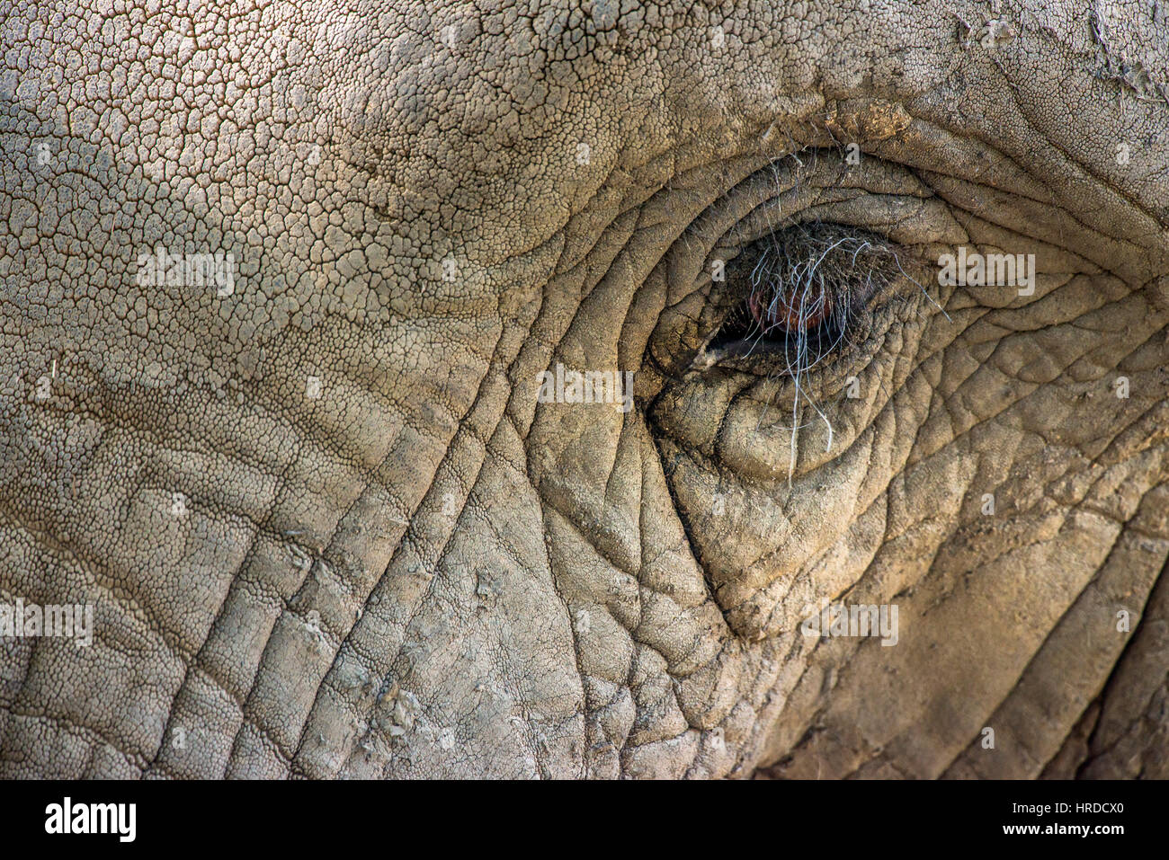 Eye detail of an elephant with wrinkled skin. Animal in captivity. Stock Photo