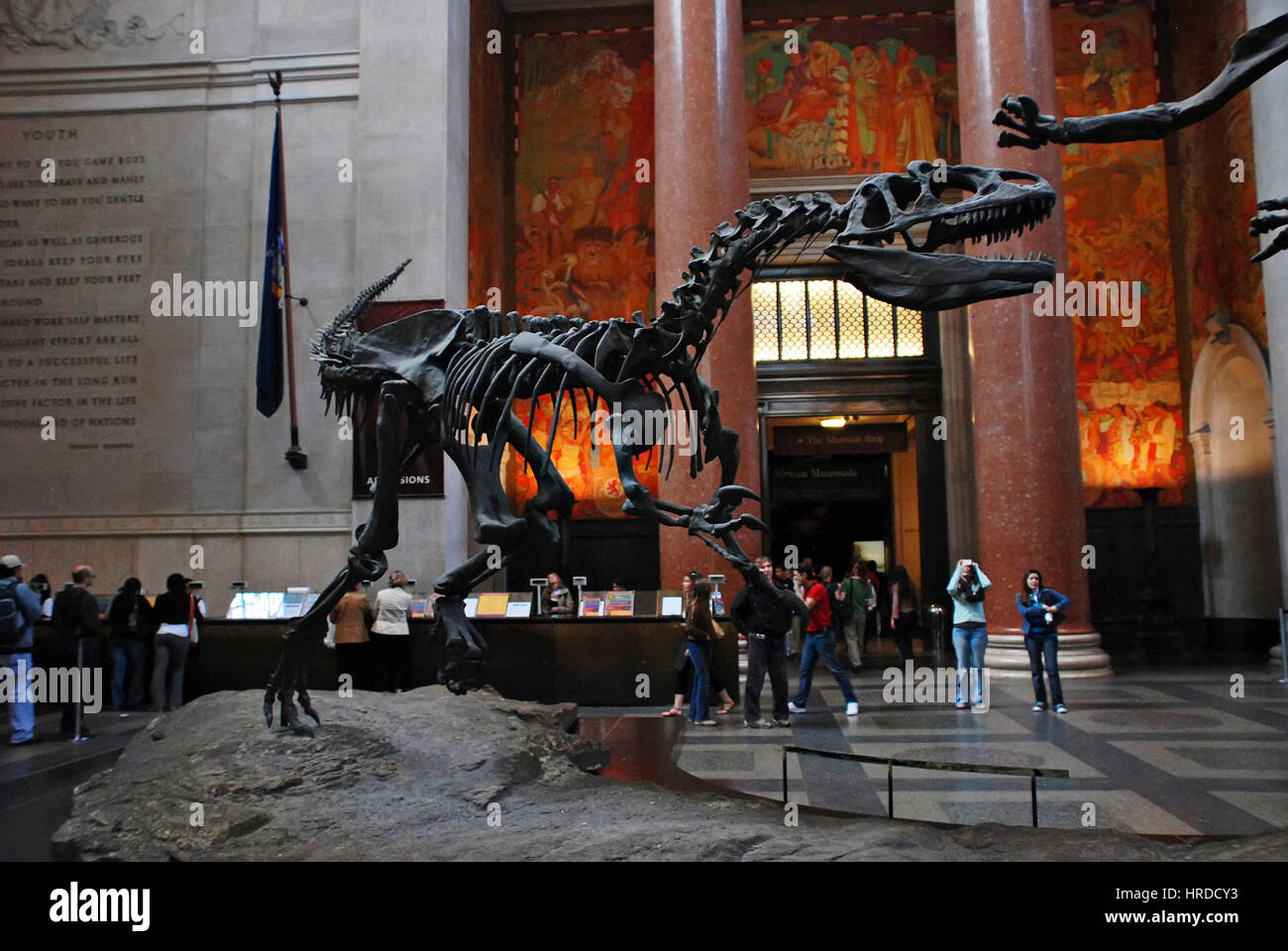 Dinosaur skeleton at NY museum, photographed in New York, United States. Stock Photo
