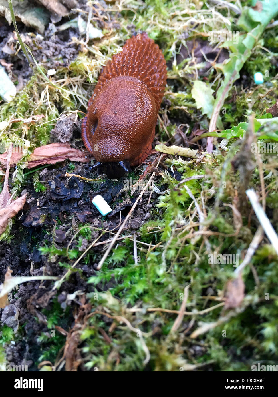 garden, slugs, snails, animals, poison, granule Stock Photo Alamy