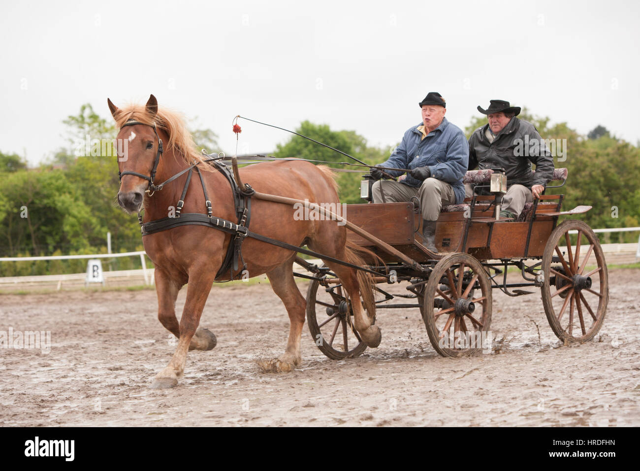 Horses pulling a carriage with people in the competition in muddy