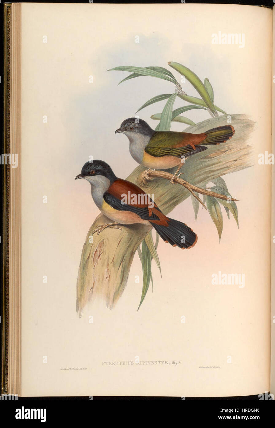 Black-headed Shrike-babbler Biodiversity Heritage Library Stock Photo