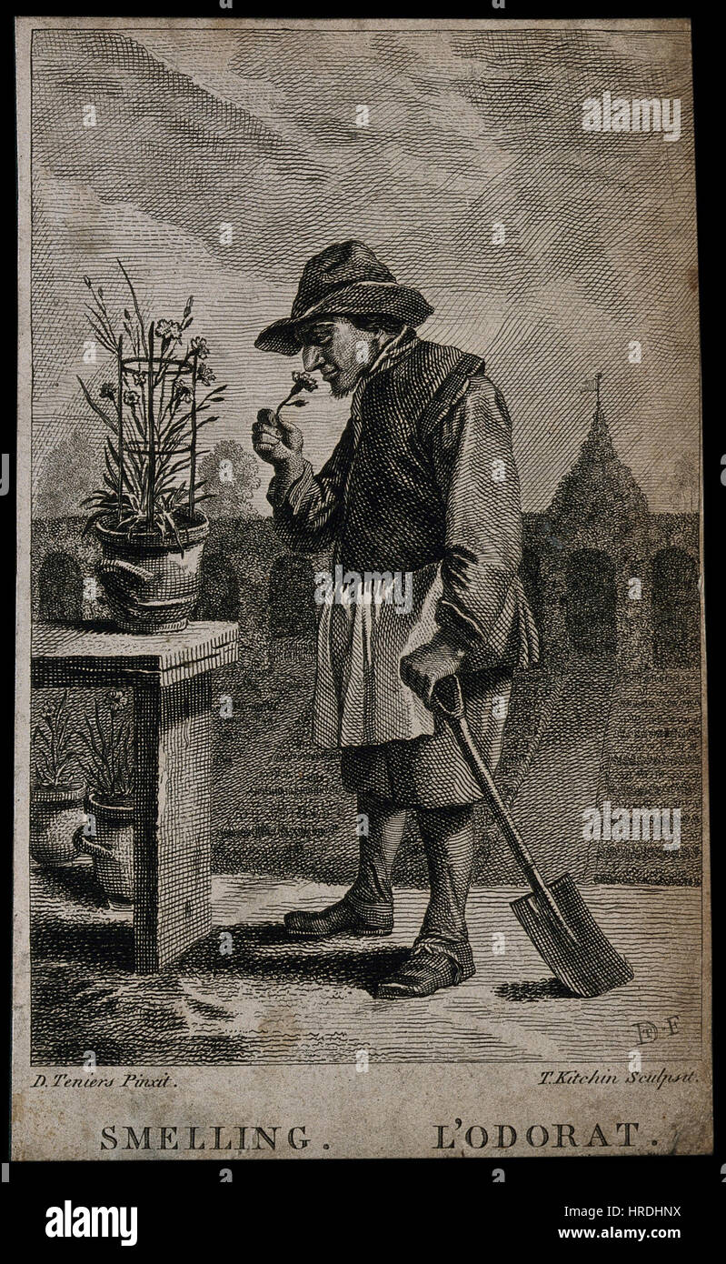 A gardener smelling a flower; representing the sense of smel
