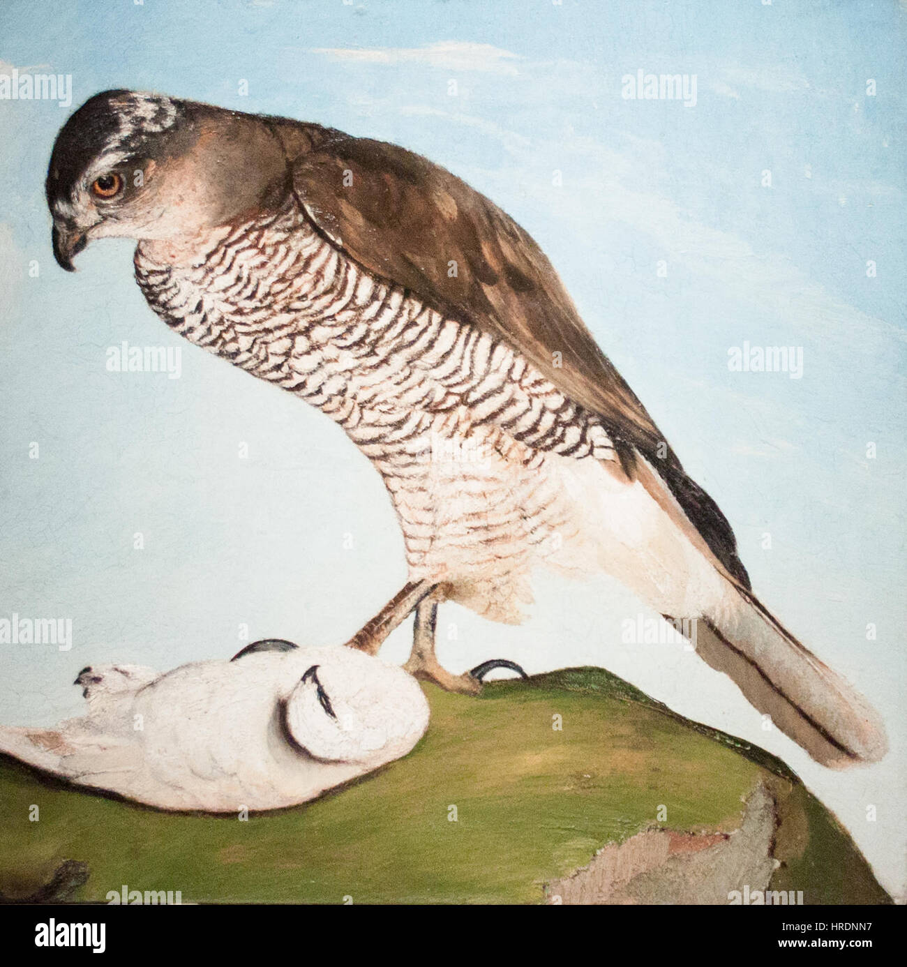 This 1893 artwork features a kite flying above a snow-grouse, set against a cold, expansive landscape. The depiction highlights the bird's resilience in the harsh winter environment, while the kite’s dynamic motion contrasts with the stillness of the snow-covered scene. The painting reflects the relationship between nature and wildlife in a remote setting. Stock Photo
