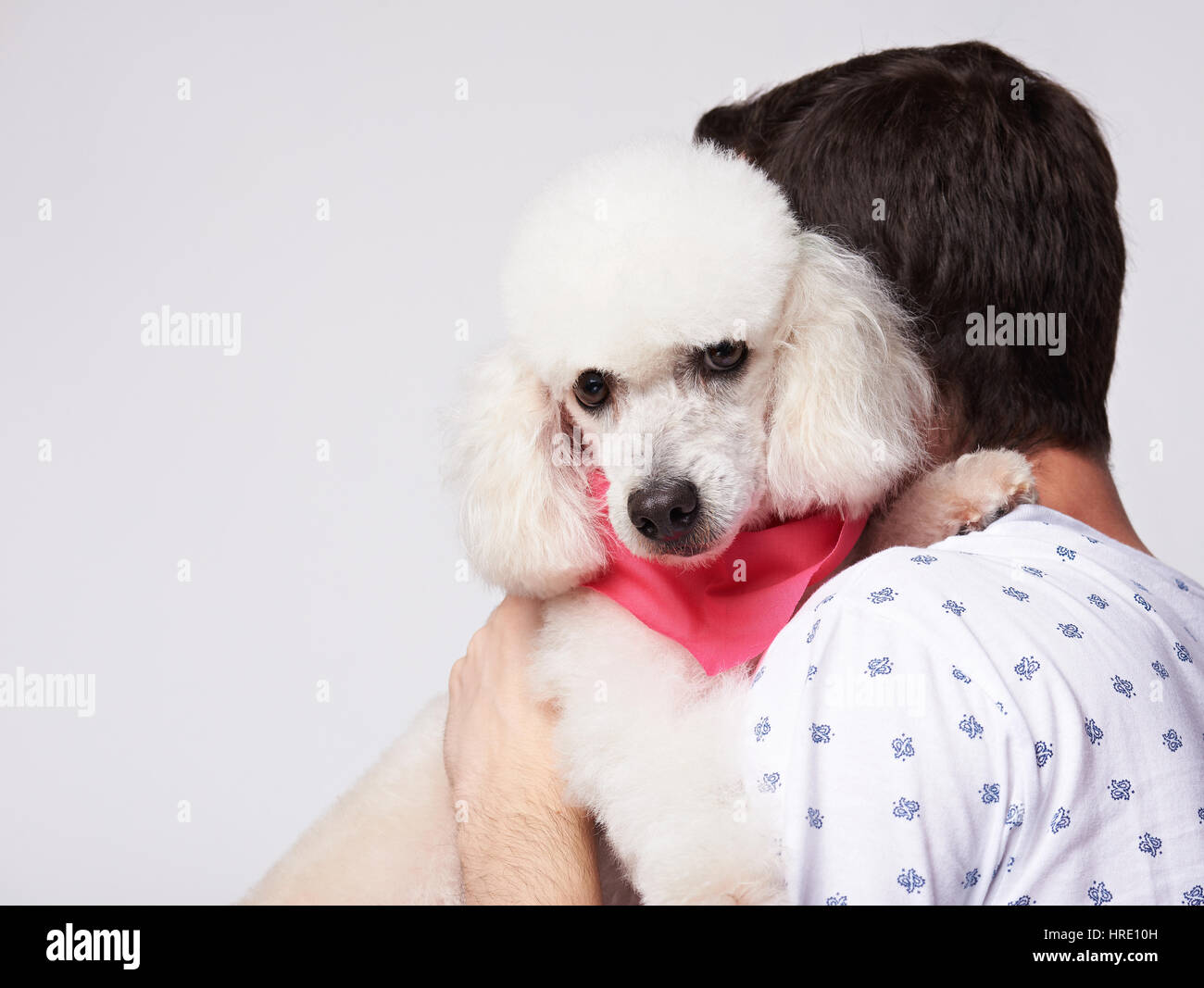 Man hug white poodle dog isolated on white background. Friendship of dog and human Stock Photo