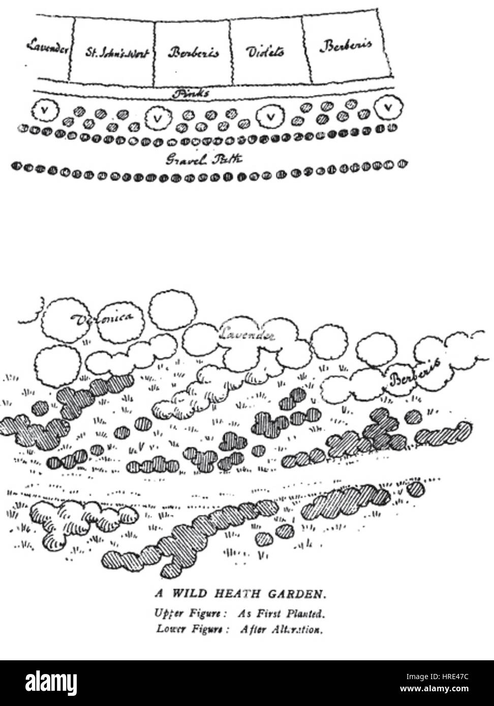 Colour in the Flower Garden125 Stock Photo Alamy