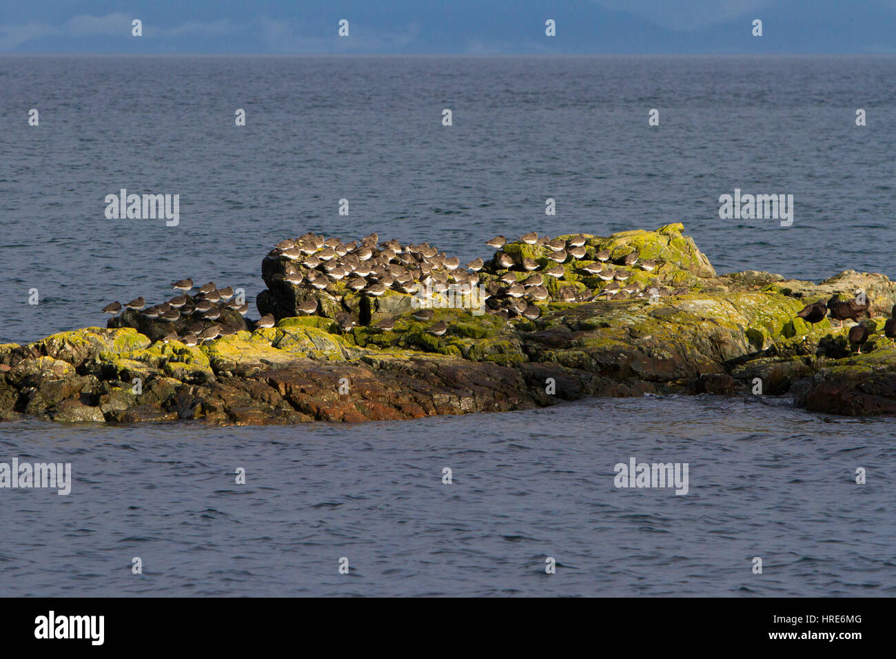 Flocks of Surfbird (Aphriza virgata) and Black Oystercatcher (Haematopus bachmani) on rocks at Neck Point, Nanaimo, Vancouver Island, BC, Canada Stock Photo